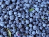 Blueberries.                               